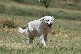 GOLDEN RETRIEVER 1168